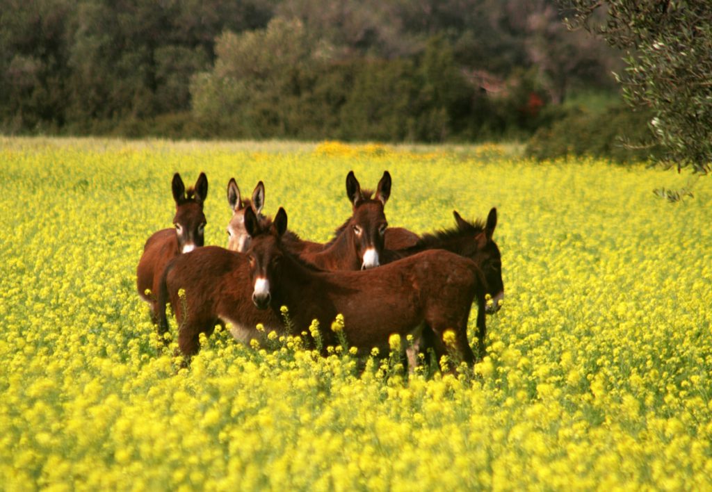 Cyprus-Donkey2